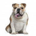 Bulldog Inglese