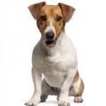 Jack Russel Terrier