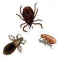 Pulci e pidocchi